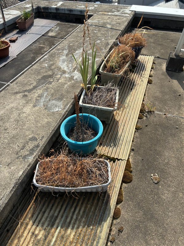 作業前：屋上の植木鉢とプランター（山科区）