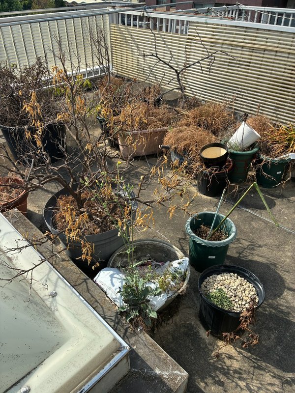 作業前：枯れた植木の鉢（山科区）