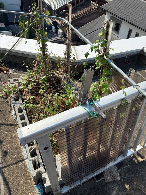 作業前：つるの絡んだ花壇（山科区）